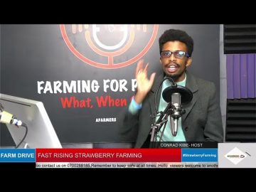 First Rising Strawberry Farming