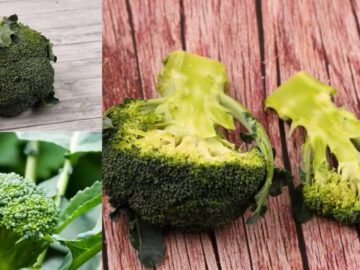 How to grow broccoli in Kenya