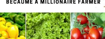 Crops that can make you a millionaire farmer