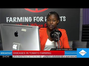 Diseases In Tomato Farming