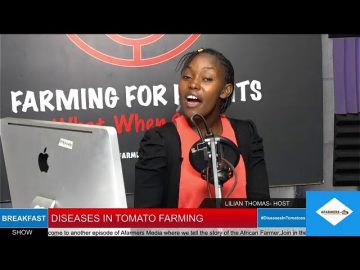 Diseases In Tomato Farming