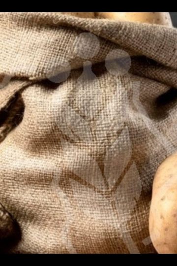 Make money growing Heat Tolerant Cash Potatoes through irrigation.