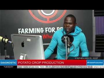 Potato Crop Production