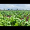 Spinach Farming as a means of improving food security