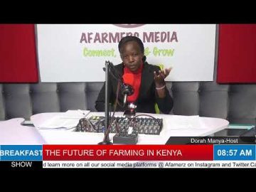 The Future Of Farming In Kenya | The Conversation | AFarmers Media